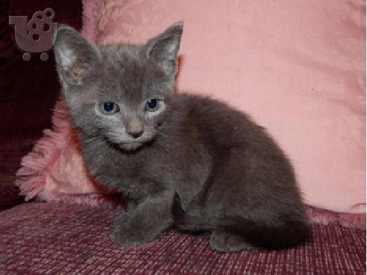 PoulaTo: Ρωσικά γατάκια μπλε