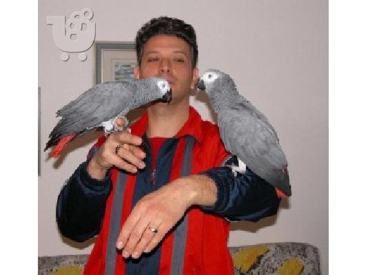 PoulaTo: Ζεύγος παπαγάλων Grey παπαγάλοι της Αφρικής