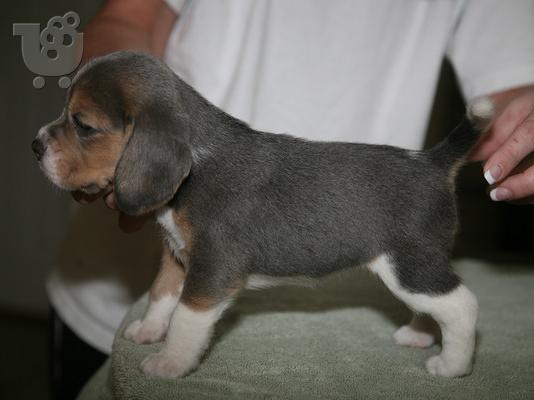 PoulaTo: κορυφαία ετοιμοπαράδοτα beagle
