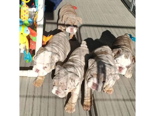 PoulaTo: Male & Female Bulldog Puppies For Sale