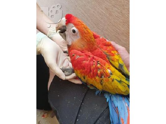 PoulaTo: Όμορφος παπαγάλος μακώ μωρό