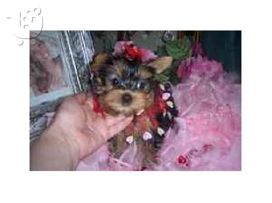 PoulaTo: Lovely Yorkie Puppies For sale Κερν Τεριέ