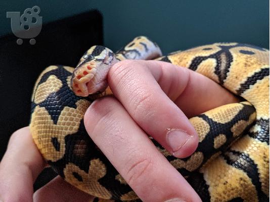 Ball Python with everything included / βασιλικός πύθωνας με όλα