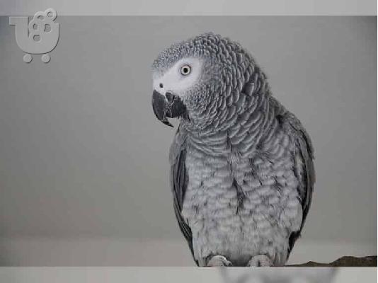 PoulaTo: Υγιής αφρικανικός γκρίζος παπαγάλος