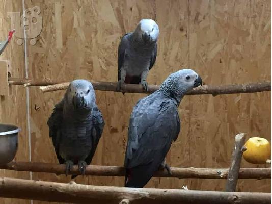 PoulaTo: Αφρικανικοί γκρίζοι παπαγάλοι