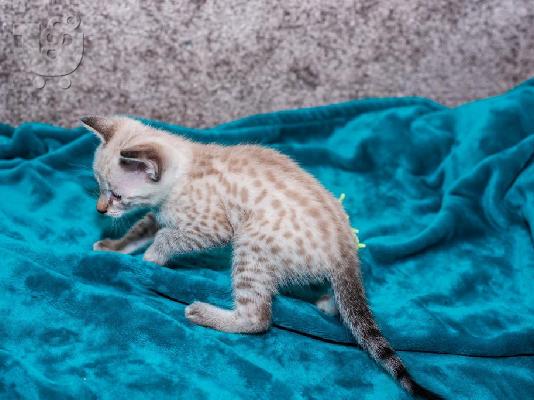 PoulaTo: Super affectionate savannah kitten