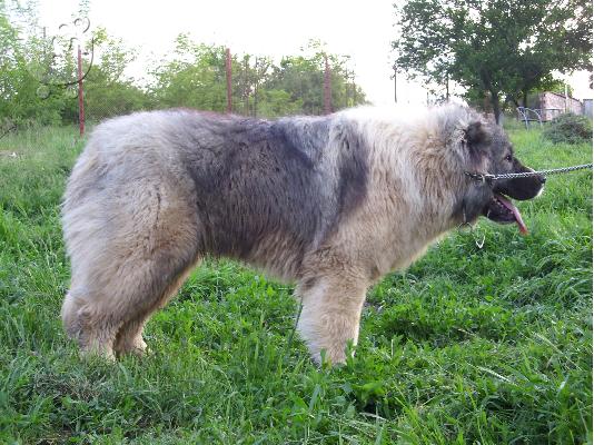 Kennel "Duchman" sale male Caucasian Shepherd 