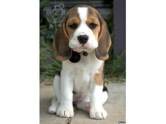 κορυφαία κουταβάκια beagle