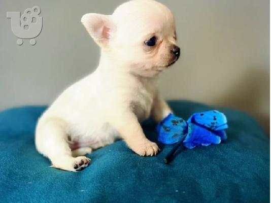 PoulaTo: Baby Chihuaha κουτάβι χρειάζεται αγάπη.