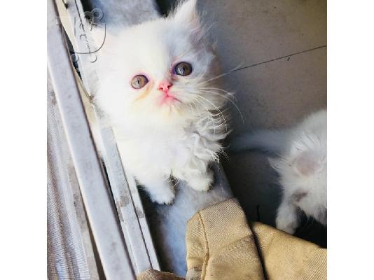 PoulaTo: Υπέροχα αρσενικά και θηλυκά περσικά γατάκια έτοιμα προς πώληση.
