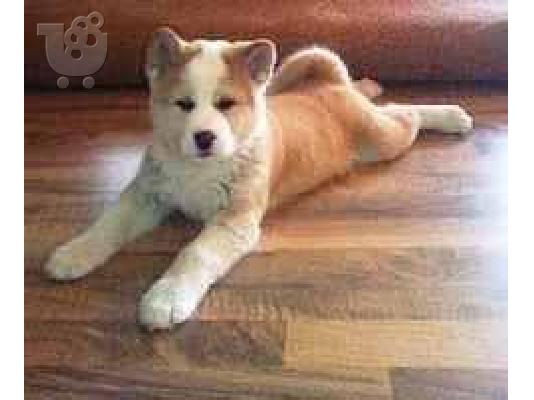 PoulaTo: σκυλιά AKITA Ακίτα (Akita) σκύλος, πιστός σύντροφος — Καλλιθέα