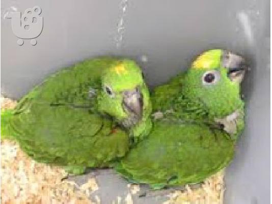 PoulaTo: lovely babies amazon parrots for 190€