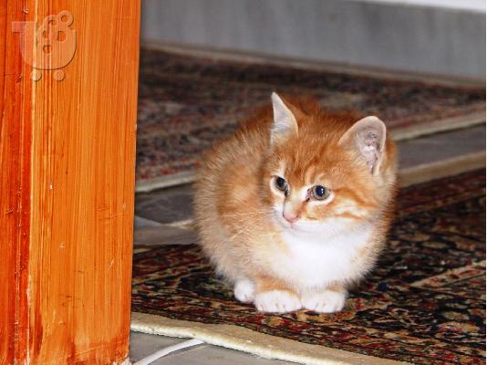 PoulaTo: Χαρίζεται γατάκι, αναλαμβάνουμε μεταφορά του εκτός Θεσσαλονίκης