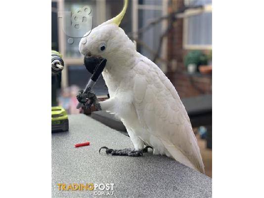 PoulaTo: μιλώντας παπαγάλος cockatoo για 200 €