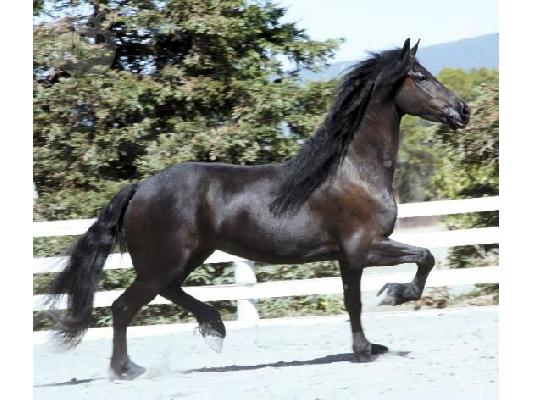 PoulaTo: Πωλείται Άλογο Κόλι με γένι