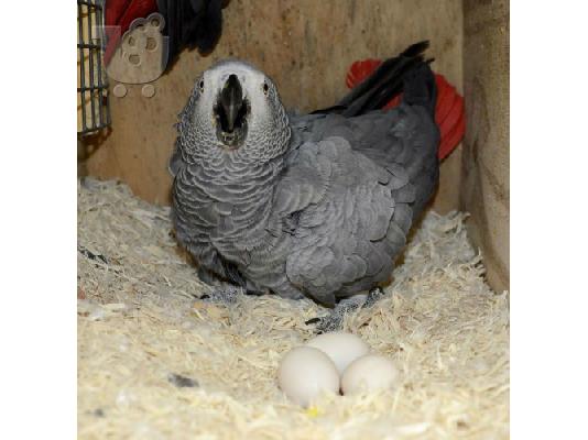 PoulaTo: Νέα σεζόν Γόνιμα αυγά παπαγάλου και μωρά παπαγάλοι προς πώληση