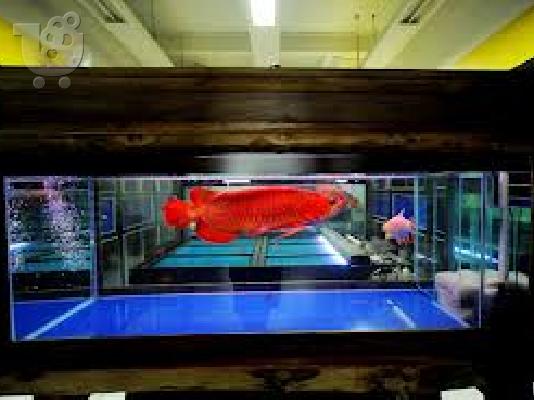 PoulaTo: Top ποιότητας ψάρια Arowana για πώληση