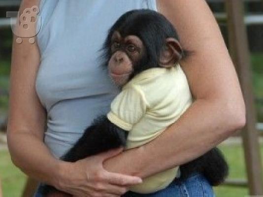 PoulaTo: Υγιές μωρό Χιμπατζή.