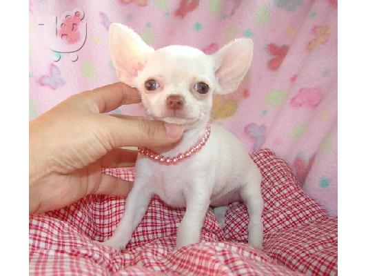 PoulaTo:  Chihuahua κουταβακια, θεσσαλονικη Τσιχουάουα