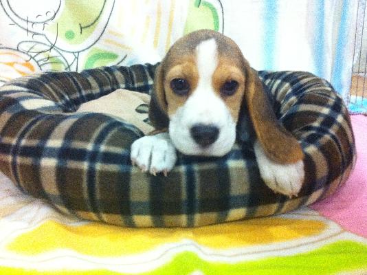 PoulaTo: Beagle