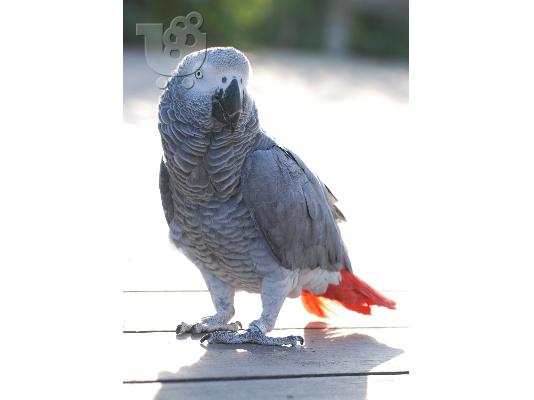 PoulaTo: αφρικής γκρι και υάκινθος μακώ παπαγάλοι για πώληση 