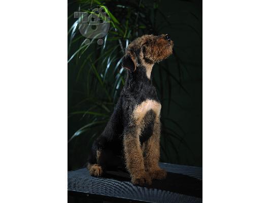 Airedale terrier top quality puppies