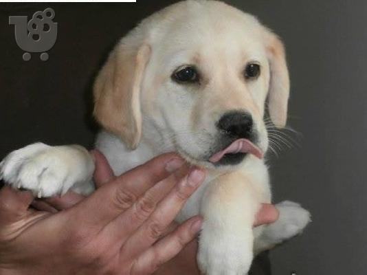PoulaTo: Labrador καθαροαιμα κουταβακια απο γονεις με pedigree ΑΘΗΝΑ ΚΡΗΤΗ 6979314054