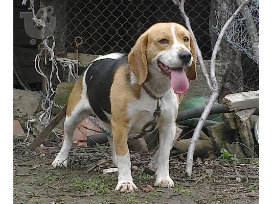 PoulaTo: beagle puppies ευκαιρια!!