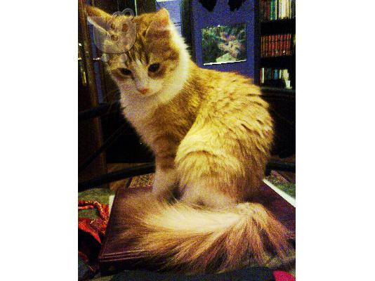 PoulaTo: ζητηται γατος σιβιρικος η νορβιγικου δασους για ζευγαρωμα