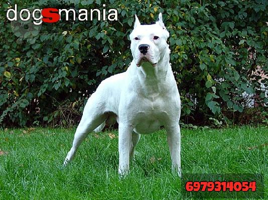 Dogo Argentino καθαροαιμα κουταβια 6979314054 ΕΛΛΑΔΑ