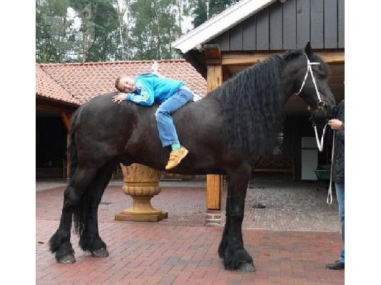 PoulaTo: Friesian άλογο