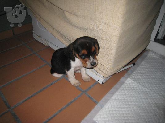 PoulaTo: Πωλειται καθαροαιμο Beagle