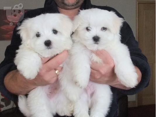PoulaTo: Lovely Maltes Pups Πλήρως δοκιμασμένο για την υγεία