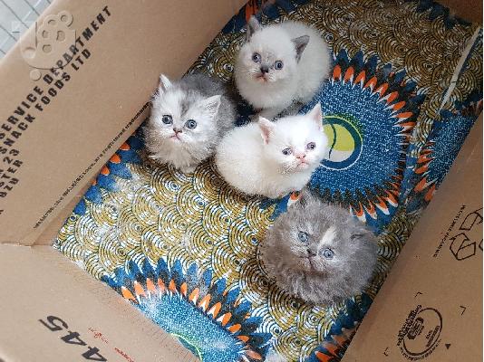 Χαριτωμένα περσικά γατάκια διαθέσιμα σήμερα