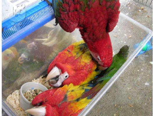 PoulaTo: Baby παπαγάλοι macaw
