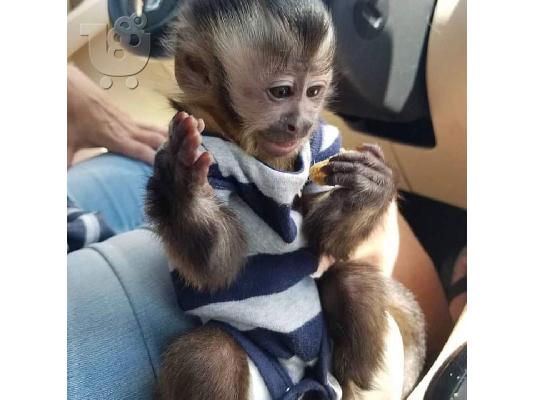 PoulaTo: Υιοθετήστε το μωρό σας καπουτσίνο μαϊμού από εμάς