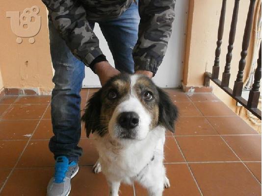 PoulaTo: Σκυλιτσα συντροφιας χαριζεται