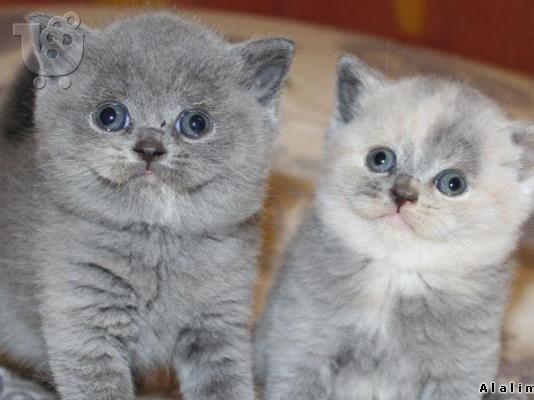 PoulaTo: Βρετανοί γατάκια μικρής διατομής με TICA