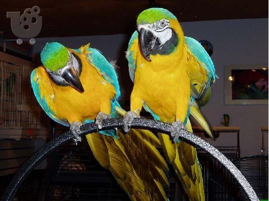 PoulaTo: Τέλεια μιλώντας μπλε και χρυσό μακώ παπαγάλοι για ένα νέο σπίτι.