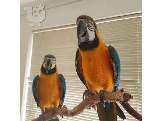 PoulaTo: Macaw Parrots For Adoption
