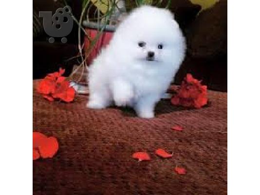 PoulaTo: Αξιολάτρευτο Pomeranian Puppies