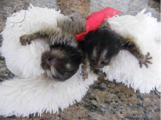 PoulaTo: Σπίτι έθεσε πιθήκους marmoset μωρό