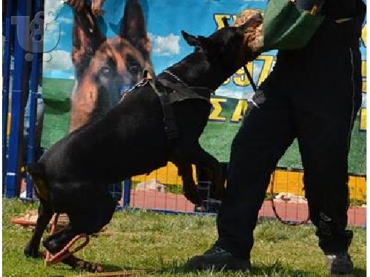 PoulaTo: Ντόμπερμαν εκπαιδευμένος σκύλος πωλείται