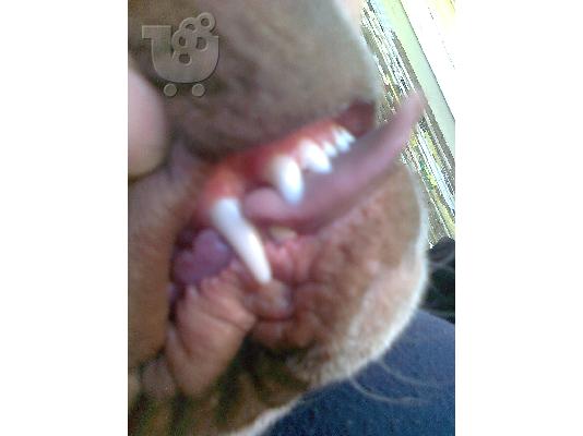 PoulaTo: πωλειται θυληκο pitbull red nose