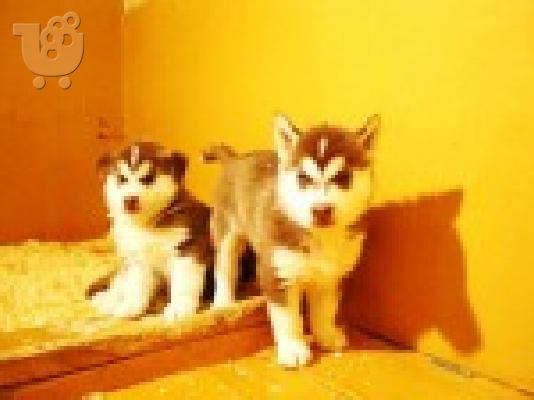 PoulaTo: Huskies κουτάβια τώρα διαθέσιμη
