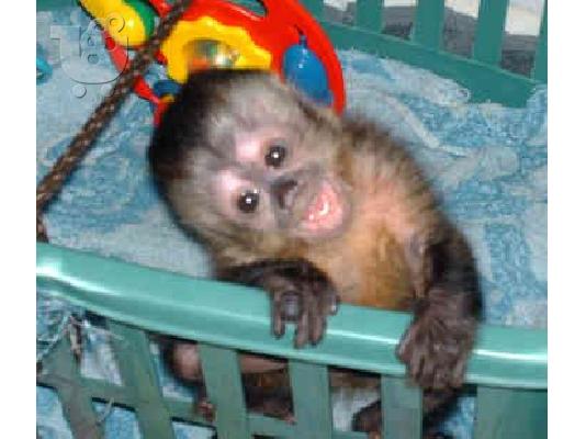  μωρό capuchin μωρό για 300 €