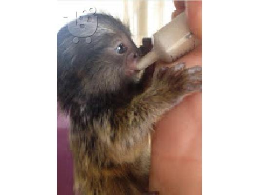 PoulaTo: Τα μωρά Σκιουροπιθηκός μαϊμού για € 200