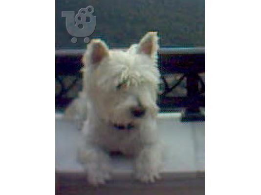 PoulaTo: Ψάχνουμε θηλυκό West Highland White Terrier για ζευγάρωμα