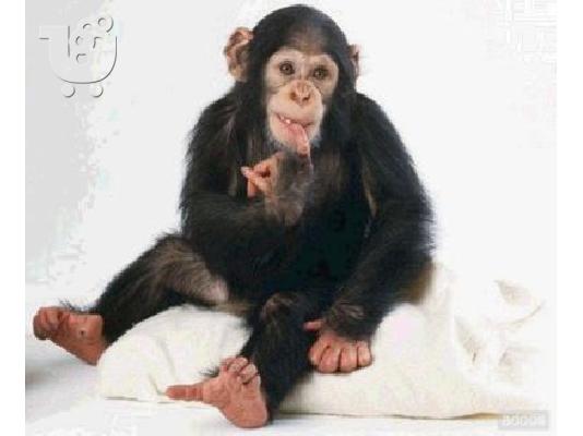 PoulaTo: Μωρό χιμπατζή ΔΡΑΣΗ 