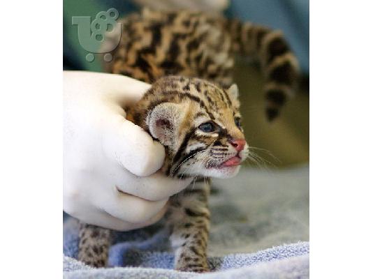PoulaTo: Υπέροχη εξωτικά γατάκια και Cubs (Cheetah και Caracal)